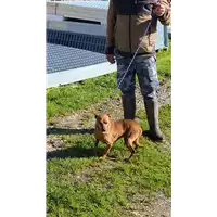 Foto dell\'animale COMUNE DI AVELLINO - 380260043220934