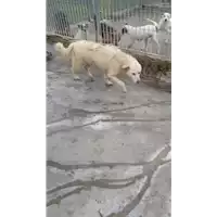 Foto dell\'animale COMUNE DI AVELLINO - 380260042480312
