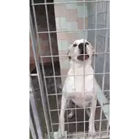 Foto dell\'animale COMUNE DI AVELLINO - 380260042484622