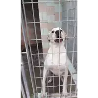 Foto dell\'animale COMUNE DI AVELLINO - 380260042484622
