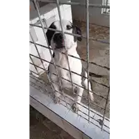 Foto dell\'animale COMUNE DI AVELLINO - 380260043168273