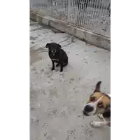 Foto dell\'animale COMUNE DI AVELLINO - 380260043165988