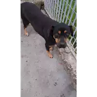 Foto dell\'animale COMUNE DI AVELLINO - 380260043206586