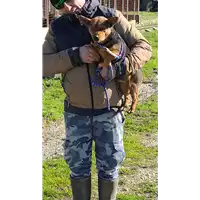 Foto dell\'animale COMUNE DI AVELLINO - 380260043199709