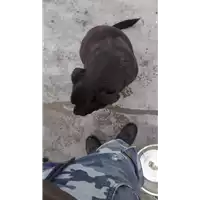 Foto dell\'animale COMUNE DI AVELLINO - 380260043225290