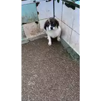 Foto dell\'animale COMUNE DI CEPPALONI - 380260044868809