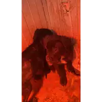 Foto dell\'animale COMUNE DI CEPPALONI - 380260044869966