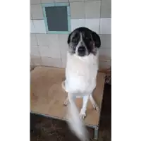 Foto dell\'animale COMUNE DI AVELLINO - 380260043815838