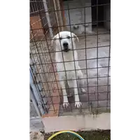 Foto dell\'animale COMUNE DI AVELLINO - 380260044403162
