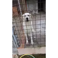Foto dell\'animale COMUNE DI AVELLINO - 380260044403162