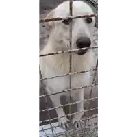 Foto dell\'animale COMUNE DI AVELLINO - 380260004397928