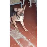 Foto dell\'animale COMUNE DI AVELLINO - 380260043999369