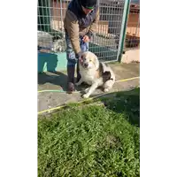 Foto dell\'animale COMUNE DI AVELLINO - 380260043999309