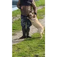 Foto dell\'animale COMUNE DI MONTEFALCIONE - 380260044961076