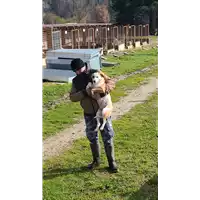 Foto dell\'animale COMUNE DI MONTEFALCIONE - 380260044961383