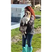 Foto dell\'animale COMUNE DI MONTEFALCIONE - 380260044960624