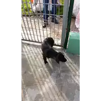 Foto dell\'animale COMUNE DI AVELLINO - 380260044959956
