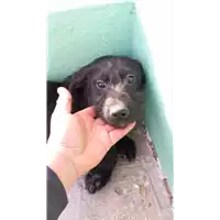 Foto dell\'animale COMUNE DI AVELLINO - 380260044960168