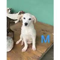 Foto dell\'animale COMUNE DI CEPPALONI - 380260044874540