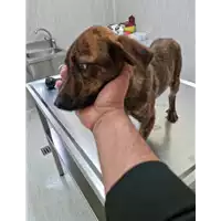 Foto dell\'animale COMUNE DI ARPAISE - 380260044868821