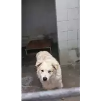 Foto dell\'animale COMUNE DI SANT'ANGELO A CUPOLO - 380260044869396