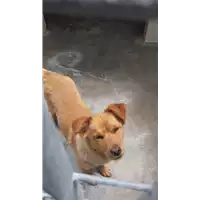 Foto dell\'animale COMUNE DI SANT'ANGELO A CUPOLO - 380260044869388