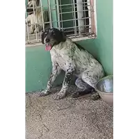Foto dell\'animale COMUNE DI AVELLINO - 380260044978032