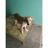Foto dell\'animale COMUNE DI AVELLINO - 380260044977626