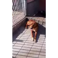 Foto dell\'animale COMUNE DI AVELLINO - 380260044961347