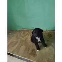 Foto dell\'animale COMUNE DI AVELLINO - 380260044978299