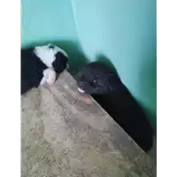 Foto dell\'animale COMUNE DI AVELLINO - 380260044958651