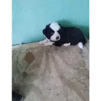 Foto dell\'animale COMUNE DI AVELLINO - 380260044959157