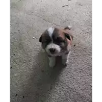 Foto dell\'animale COMUNE DI AVELLINO - 380260044978317