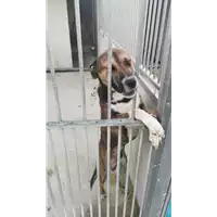 Foto dell\'animale COMUNE DI AVELLINO - 380260044958319