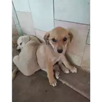 Foto dell\'animale COMUNE DI APOLLOSA - 380260045057343