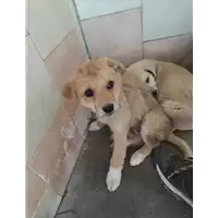 Foto dell\'animale COMUNE DI APOLLOSA - 380260045056895