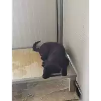 Foto dell\'animale COMUNE DI SANT'ANGELO A CUPOLO - 380260045220328