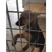 Foto dell\'animale COMUNE DI SANT'ANGELO A CUPOLO - 380260045269660