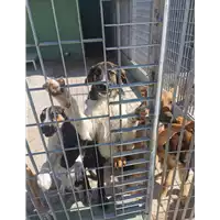 Foto dell\'animale COMUNE DI CEPPALONI - 380260045056947