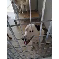Foto dell\'animale COMUNE DI AVELLINO - 380260044946651