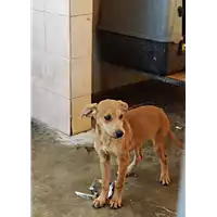 Foto dell\'animale COMUNE DI ARPAISE - 380260045220726