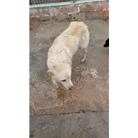 Foto dell\'animale COMUNE DI AVELLINO - 380260044948117