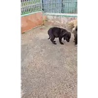 Foto dell\'animale COMUNE DI AVELLINO - 380260044947857