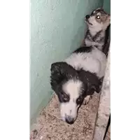 Foto dell\'animale COMUNE DI AVELLINO - 380260044948230