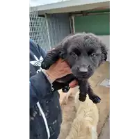 Foto dell\'animale COMUNE DI AVELLINO - 380260044948017
