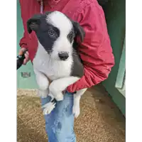 Foto dell\'animale COMUNE DI PONTE - 380260045273876