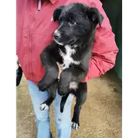 Foto dell\'animale COMUNE DI PONTE - 380260045217847