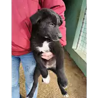 Foto dell\'animale COMUNE DI PONTE - 380260045295354