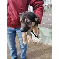 Foto dell\'animale COMUNE DI PONTE - 380260045273993