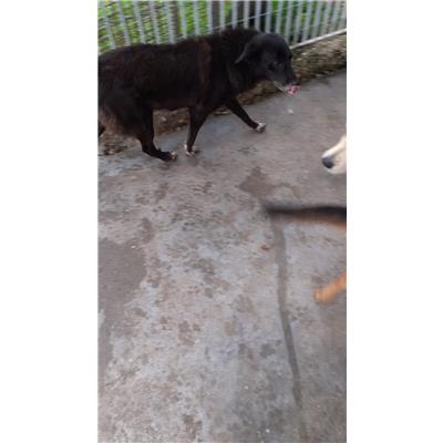 COMUNE DI AVELLINO - Cane - Microchip 380260043221018